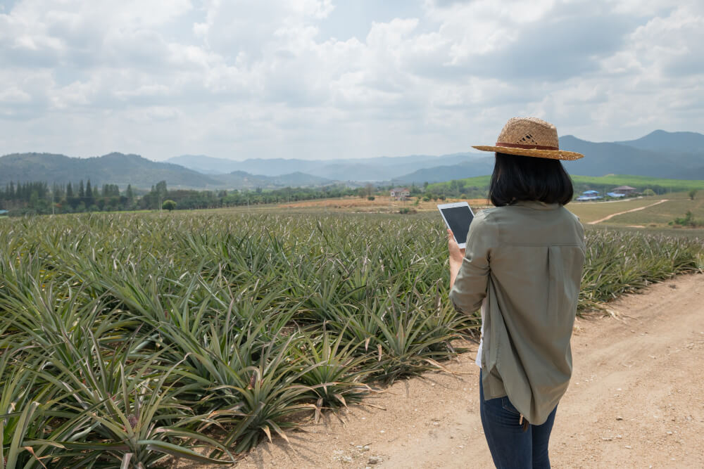 Beyond the Beach: Exploring Hawaii's Rich Agricultural Heritage and Farm Tours